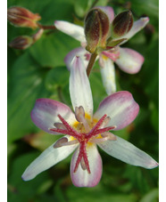 Tricyrtis 'Lightning Strike'
