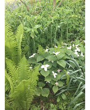 Trillium grandiflorum