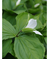 Trillium grandiflorum