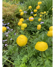 Trollius europaeus