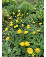 Trollius europaeus