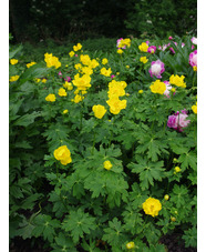Trollius stenopetalus