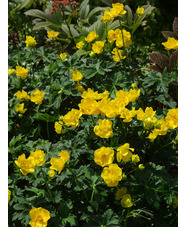 Trollius stenopetalus