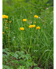 Trollius x cultorum 'Feuertroll'