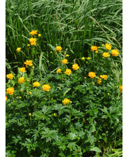 Trollius x cultorum 'Feuertroll'