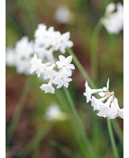 Tulbaghia cominsii