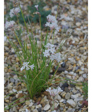 Tulbaghia cominsii