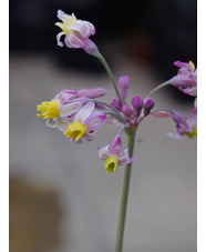 Tulbaghia 'Cosmic'