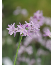 Tulbaghia 'Elaine Ann'