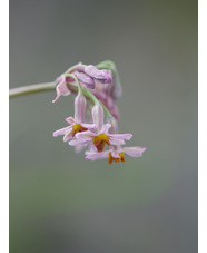 Tulbaghia 'Hazel'