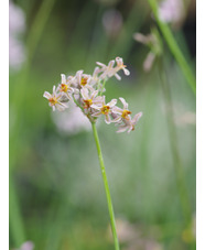 Tulbaghia 'Hazel'