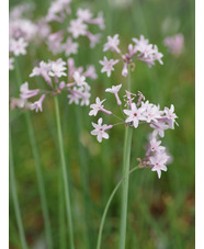 Tulbaghia 'Hoyland Pink Beauty'