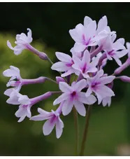 Tulbaghia 'Purple Eye'