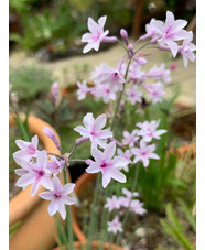 Tulbaghia 'Purple Eye'