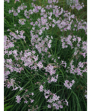 Tulbaghia 'Purple Eye'