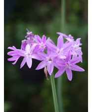 Tulbaghia violacea