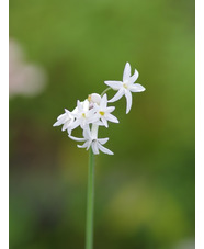 Tulbaghia violacea 'Alba'