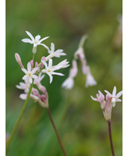 Tulbaghia violacea 'Alba'