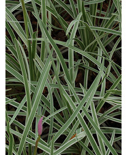 Tulbaghia violacea 'Silver Lace'