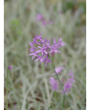 Tulbaghia violacea 'Silver Lace'