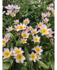 Tulipa saxatilis (Bakeri Group) 'Lilac Wonder'