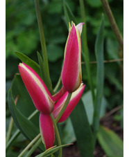 Tulipa clusiana 'Cynthia'