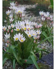 Tulipa cretica 'Hilde'
