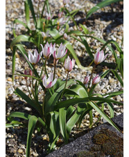 Tulipa cretica 'Hilde'