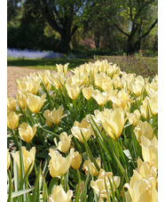 Tulipa 'Honky Tonk'