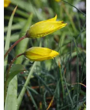 Tulipa sylvestris