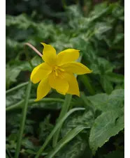 Tulipa sylvestris (5xDB)