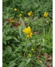Tulipa sylvestris