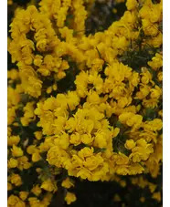 Ulex europaeus 'Flore Pleno'