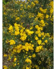 Ulex europaeus 'Flore Pleno'