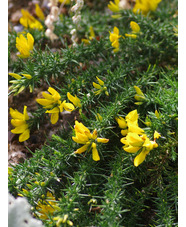 Ulex gallii 'Mizen Head'