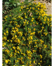 Ulex gallii 'Mizen Head'