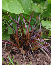 Carex punicea