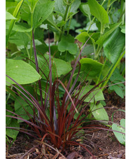 Carex uncinata