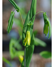 Uvularia perfoliata