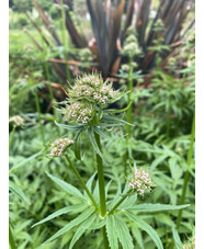 Valeriana officinalis