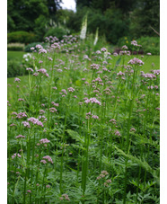 Valeriana officinalis