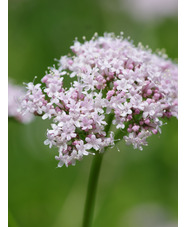 Valeriana officinalis