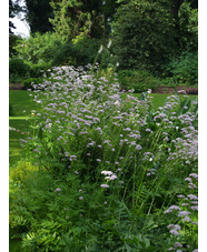 Valeriana officinalis