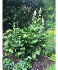 Veratrum album