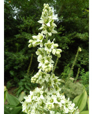 Veratrum album