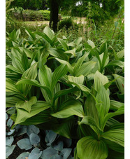 Veratrum album