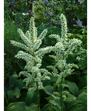 Veratrum album