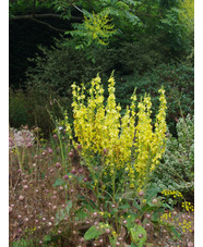 Verbascum 'Christo's Yellow Lightning'