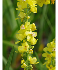 Verbascum 'Christo's Yellow Lightning'