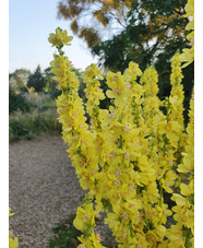 Verbascum 'Christo's Yellow Lightning'